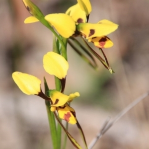 Diuris sulphurea at Canberra Central, ACT - suppressed