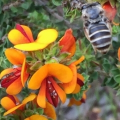 Trichocolletes sp. (genus) (Spring Bee) at Wandiyali-Environa Conservation Area - 10 Nov 2016 by Wandiyali