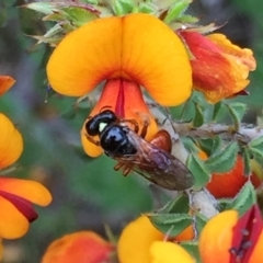 Exoneura sp. (genus) (A reed bee) at Googong, NSW - 11 Nov 2016 by Wandiyali