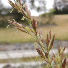 Festuca arundinacea (Tall Fescue) at Banks, ACT - 8 Nov 2016 by michaelb