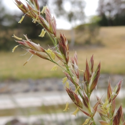 Festuca arundinacea (Tall Fescue) at Banks, ACT - 8 Nov 2016 by michaelb