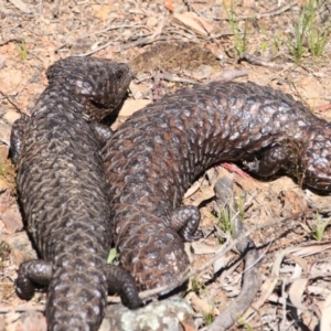 Tiliqua rugosa at Canberra Central, ACT - 10 Nov 2016 01:37 PM