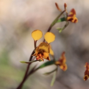 Diuris semilunulata at Canberra Central, ACT - 10 Nov 2016