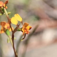 Diuris semilunulata at Canberra Central, ACT - 10 Nov 2016