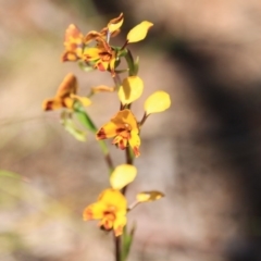 Diuris semilunulata at Canberra Central, ACT - 10 Nov 2016