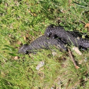 Tiliqua rugosa at Canberra Central, ACT - 10 Nov 2016