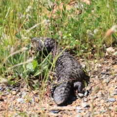 Tiliqua rugosa at Canberra Central, ACT - 10 Nov 2016 02:29 PM