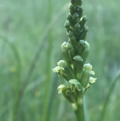 Microtis unifolia (Common Onion Orchid) at Wandiyali-Environa Conservation Area - 10 Nov 2016 by Wandiyali