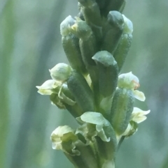 Microtis unifolia at Googong, NSW - suppressed