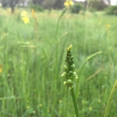 Microtis unifolia at Googong, NSW - suppressed