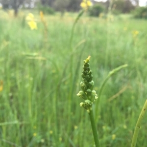 Microtis unifolia at Googong, NSW - 11 Nov 2016