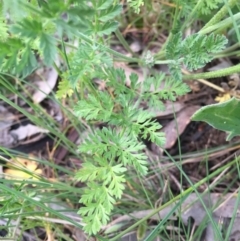 Oreomyrrhis eriopoda at Googong, NSW - 11 Nov 2016 09:00 AM