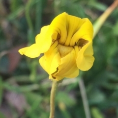 Goodenia pinnatifida (Scrambled Eggs) at Googong, NSW - 10 Nov 2016 by Wandiyali