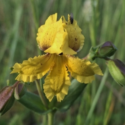 Velleia paradoxa (Spur Velleia) at Wandiyali-Environa Conservation Area - 10 Nov 2016 by Wandiyali