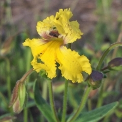 Goodenia paradoxa at Googong, NSW - 11 Nov 2016