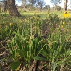 Goodenia paradoxa at Googong, NSW - 11 Nov 2016