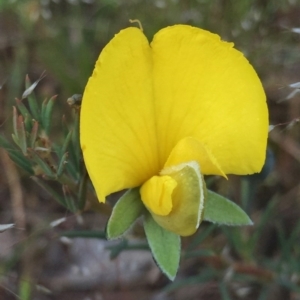 Gompholobium huegelii at Googong, NSW - 11 Nov 2016