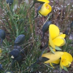 Gompholobium huegelii at Googong, NSW - 11 Nov 2016