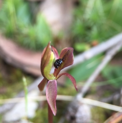 Chiloglottis trapeziformis (Diamond Ant Orchid) at Acton, ACT - 11 Nov 2016 by JasonC