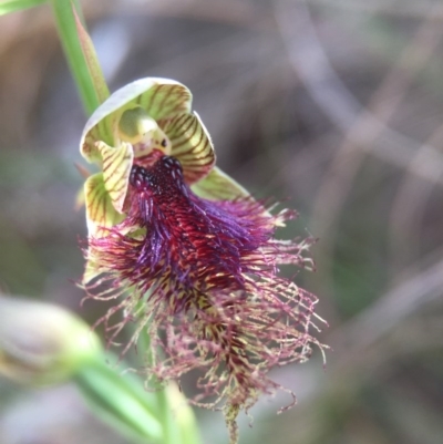 Calochilus platychilus (Purple Beard Orchid) at Acton, ACT - 11 Nov 2016 by JasonC