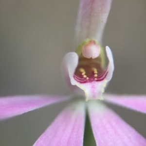 Caladenia carnea at Acton, ACT - suppressed