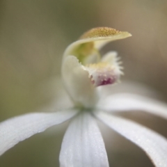 Caladenia moschata (Musky Caps) at Acton, ACT - 11 Nov 2016 by JasonC