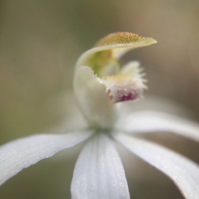 Caladenia moschata (Musky Caps) at Acton, ACT - 11 Nov 2016 by JasonC