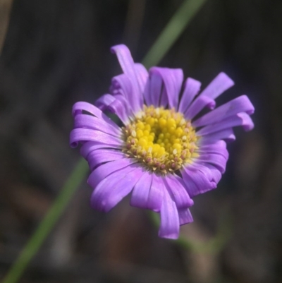 Brachyscome spathulata (Coarse Daisy, Spoon-leaved Daisy) at Acton, ACT - 11 Nov 2016 by JasonC