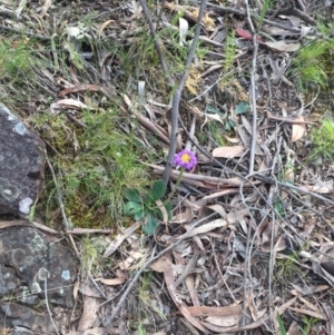 Brachyscome spathulata at Acton, ACT - 11 Nov 2016