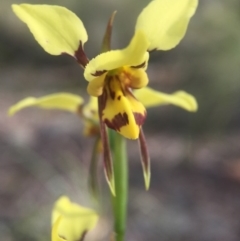 Diuris sulphurea (Tiger Orchid) at Acton, ACT - 11 Nov 2016 by JasonC