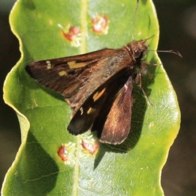 Toxidia doubledayi (Lilac Grass-skipper) at Tathra, NSW - 11 Nov 2016 by KerryVance