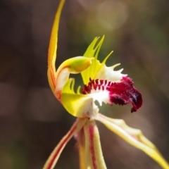Caladenia atrovespa (Green-comb Spider Orchid) at Mount Taylor - 17 Oct 2016 by BarrieR