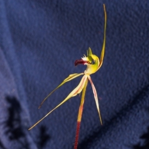 Caladenia atrovespa at Kambah, ACT - suppressed