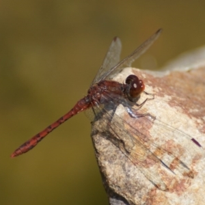 Diplacodes bipunctata at Paddys River, ACT - 7 Nov 2016 02:19 PM