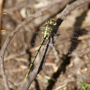 Austrogomphus guerini at Paddys River, ACT - 7 Nov 2016 02:25 PM