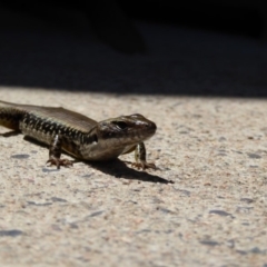 Eulamprus heatwolei (Yellow-bellied Water Skink) at Bermagui, NSW - 11 Nov 2016 by HelenRansom