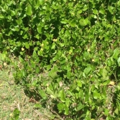 Goodenia ovata (Hop Goodenia) at Barragga Bay, NSW - 11 Nov 2016 by mstevenson