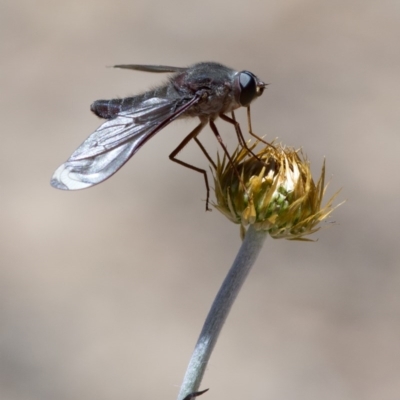 Comptosia stria (A bee fly) at Acton, ACT - 11 Nov 2016 by JudithRoach