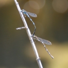 Austrolestes leda (Wandering Ringtail) at Paddys River, ACT - 7 Nov 2016 by roymcd