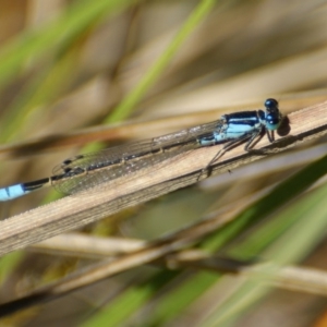 Ischnura heterosticta at Paddys River, ACT - 6 Nov 2016