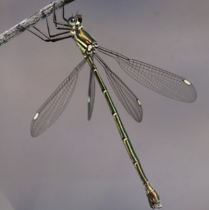 Synlestes weyersii at Tharwa, ACT - 20 Mar 2016 03:04 PM