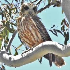 Ninox boobook (Southern Boobook) at Gungahlin, ACT - 11 Nov 2016 by JohnBundock