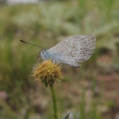 Zizina otis (Common Grass-Blue) at Theodore, ACT - 7 Nov 2015 by michaelb