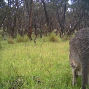 Macropus giganteus at Gungahlin, ACT - 11 Nov 2016