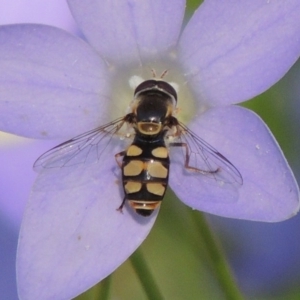 Simosyrphus grandicornis at Conder, ACT - 10 Nov 2016 04:48 PM