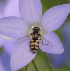 Simosyrphus grandicornis at Conder, ACT - 10 Nov 2016 04:48 PM