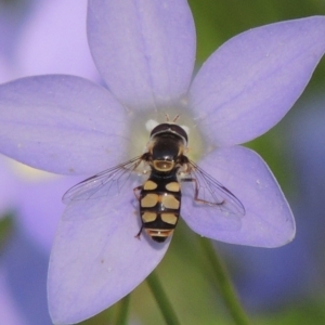 Simosyrphus grandicornis at Conder, ACT - 10 Nov 2016