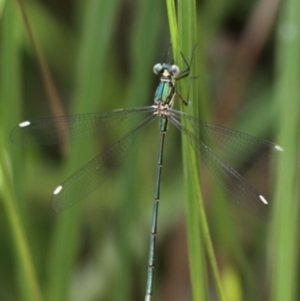 Synlestes weyersii at Tennent, ACT - 19 Dec 2015