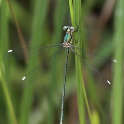 Synlestes weyersii (Bronze Needle) at Tennent, ACT - 19 Dec 2015 by HarveyPerkins