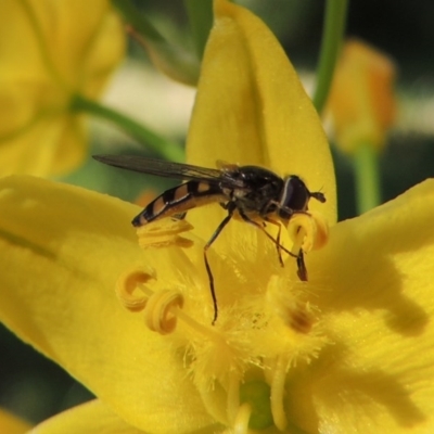 Melangyna viridiceps (Hover fly) at Conder, ACT - 10 Nov 2016 by michaelb